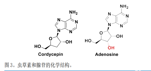 虫草或具有新冠病毒抑制活性